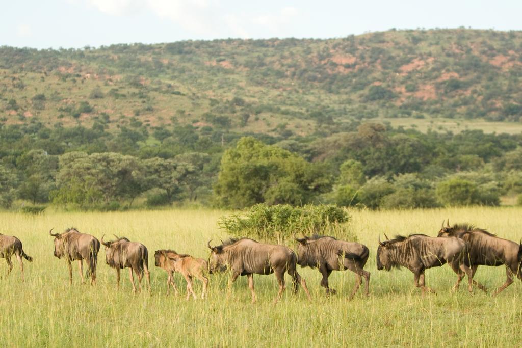 Kedar Heritage Lodge, Conference Centre & Spa Phokeng Екстериор снимка